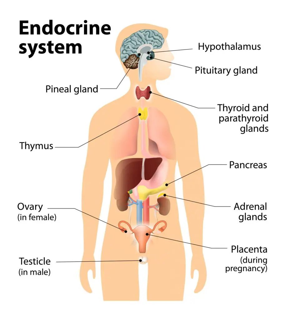 Ellsworth Plastic Surgery Endocrine Disorders and Fertility: Recognizing Symptoms and Treatment Options