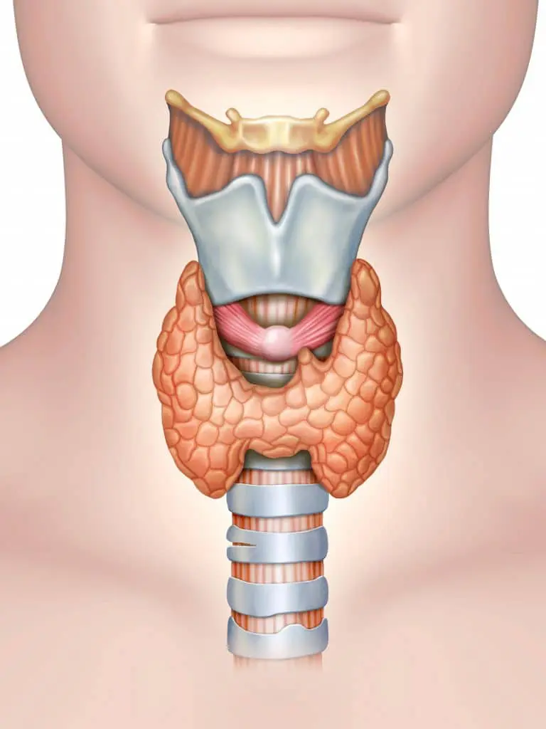 Ellsworth Plastic Surgery Thyroid Health and Fertility: Understanding the Connection