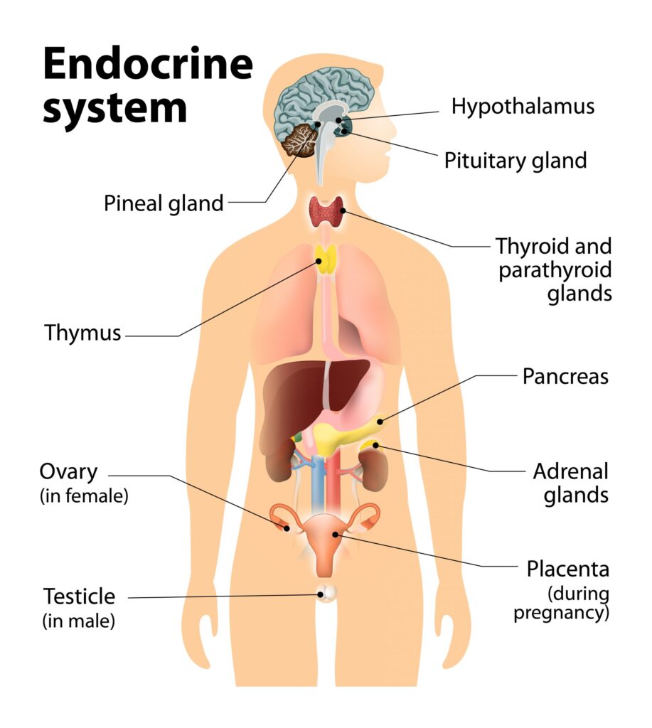 Inovi Fertility Endocrine Disorders and Fertility: Recognizing Symptoms and Treatment Options