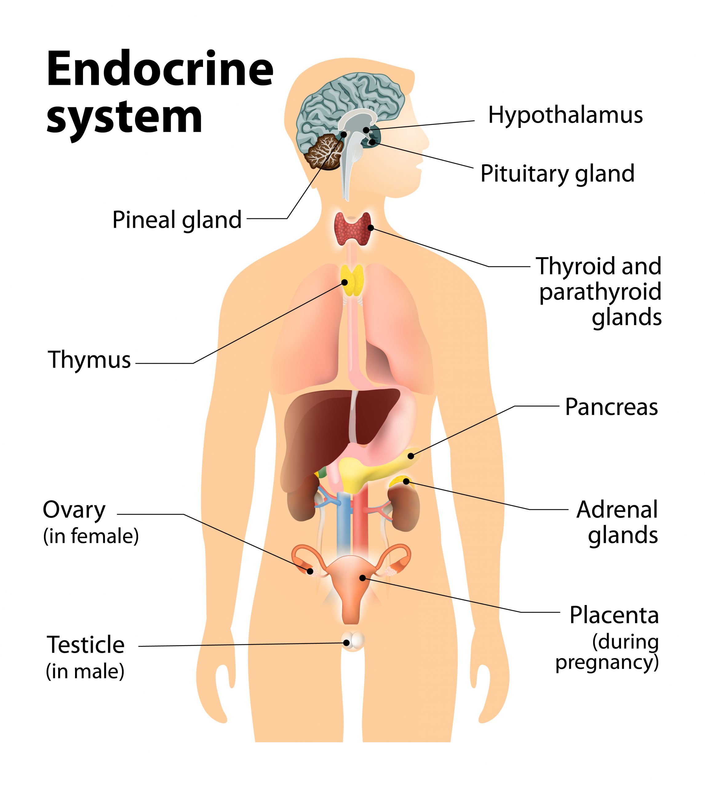 Endocrine Disorders and Fertility: Recognizing Symptoms and Treatment Options - Image