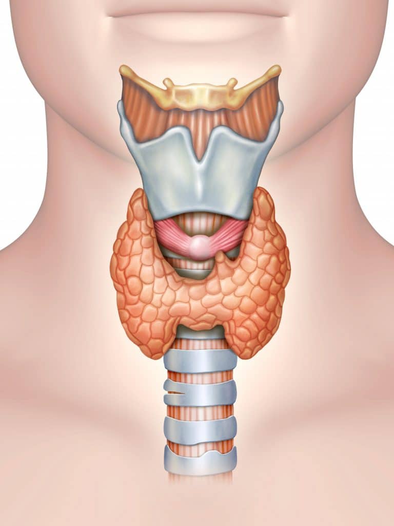 Inovi Fertility Thyroid Health and Fertility: Understanding the Connection