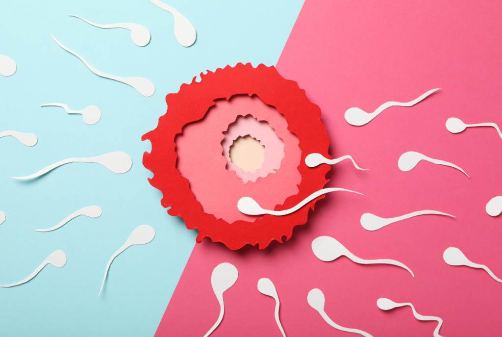 Inovi Fertility Understanding Ovulation: Timing for Conception Success